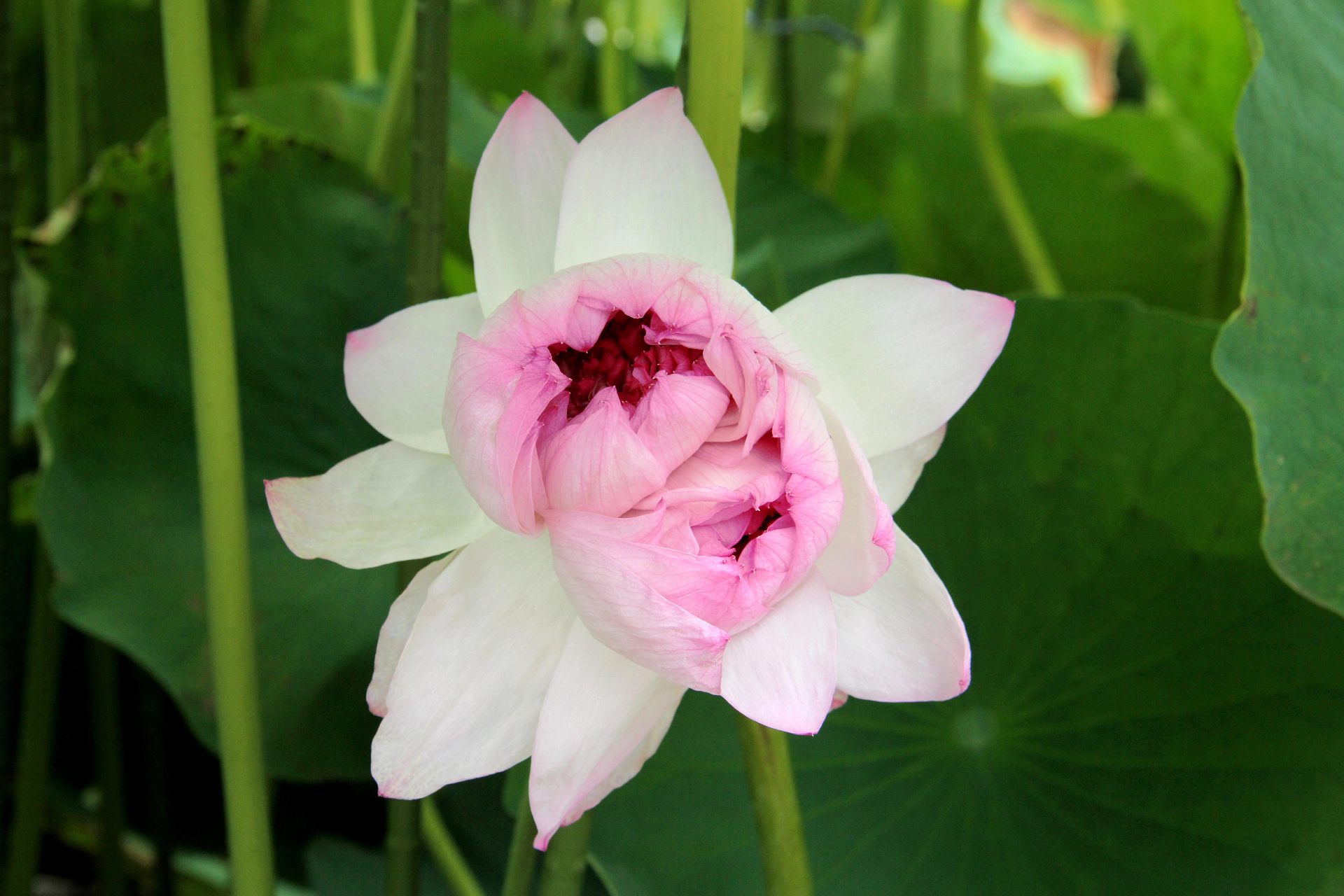 花 植物 近江妙蓮 双子の蓮 壁紙19x1280 壁紙館