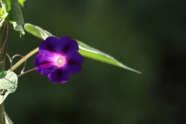 散歩道の花 1607-26-1