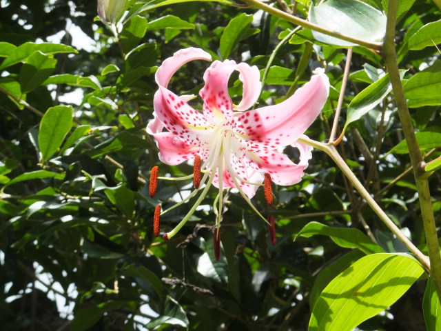 山村集落一輪の花