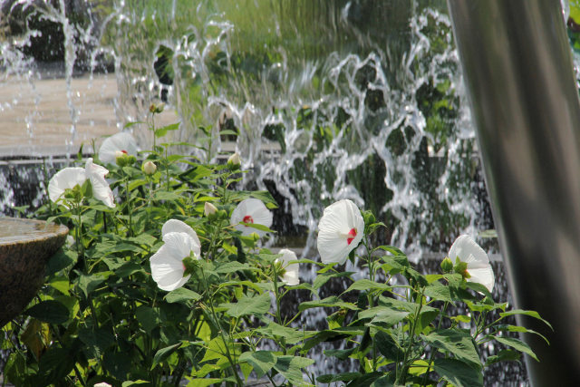 水のカーテンと芙蓉