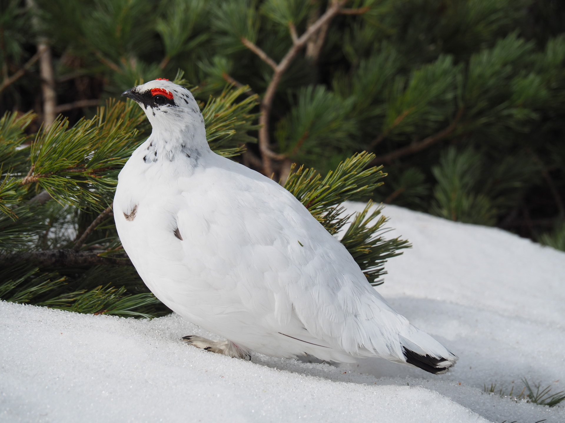 動物 鳥 立山の白雷鳥 壁紙19x1440 壁紙館