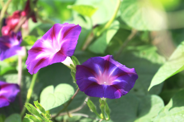 散歩道の花 1607-28-1