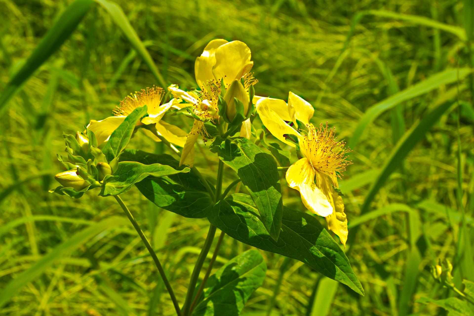 花 植物 尾瀬に咲くヤナギトラノオ 壁紙19x1280 壁紙館