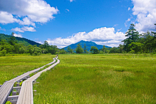 尾瀬・緑の湿原