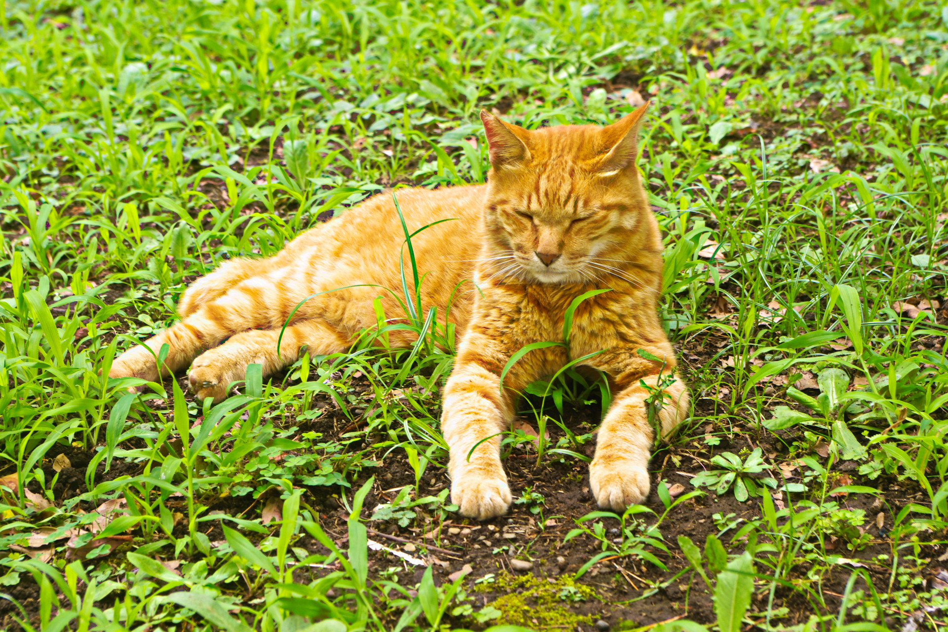 動物 猫 日比谷公園で見つけた猫 壁紙19x1280 壁紙館