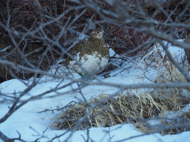 雪渓の雌雷鳥