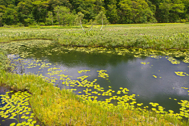 尾瀬・夏の池塘