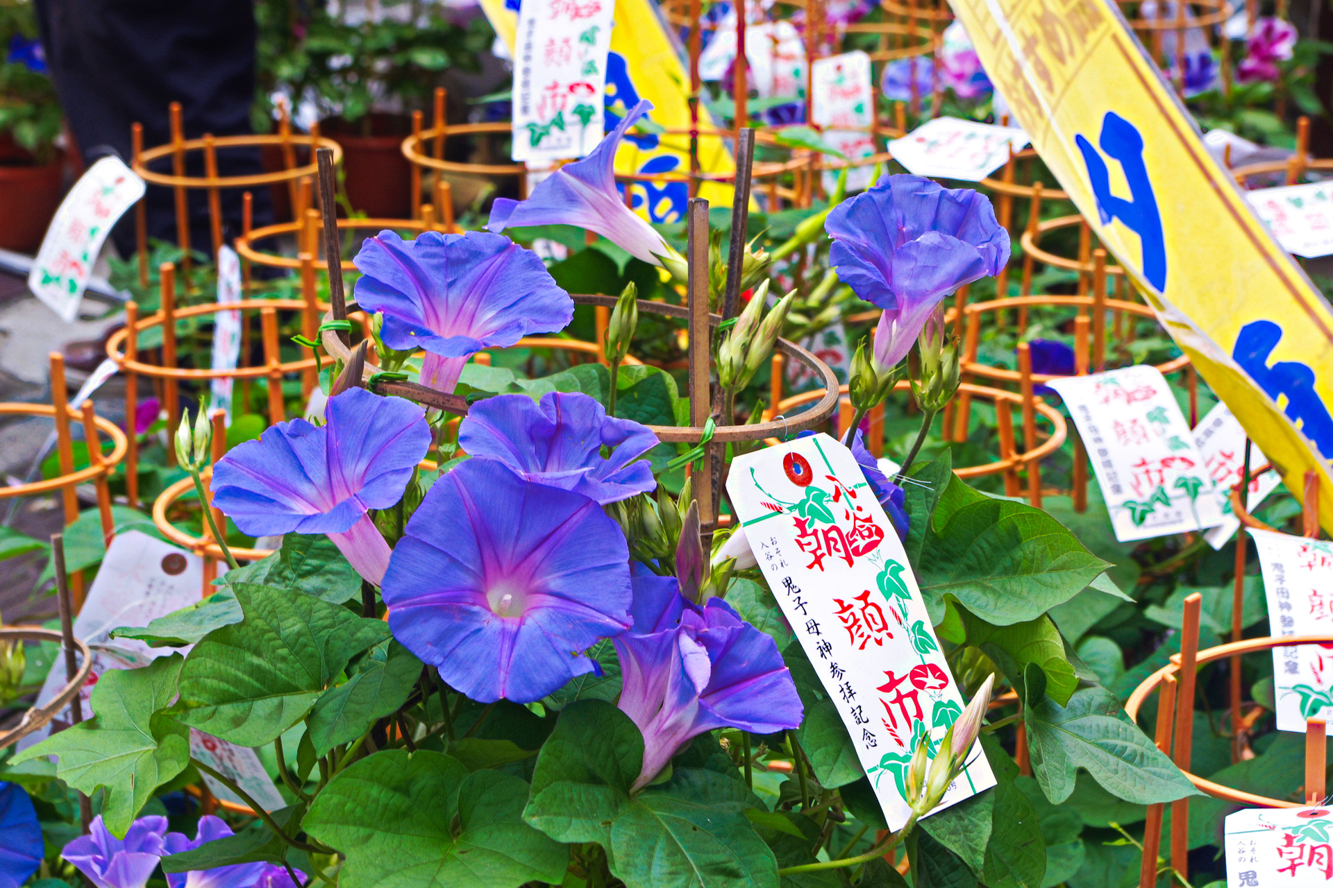 花 植物 入谷朝顔市 壁紙19x1280 壁紙館