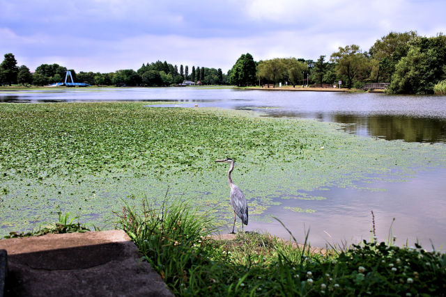 スイレンとアオサギの水元公園