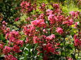 夏の陽射しの中で百日紅の花