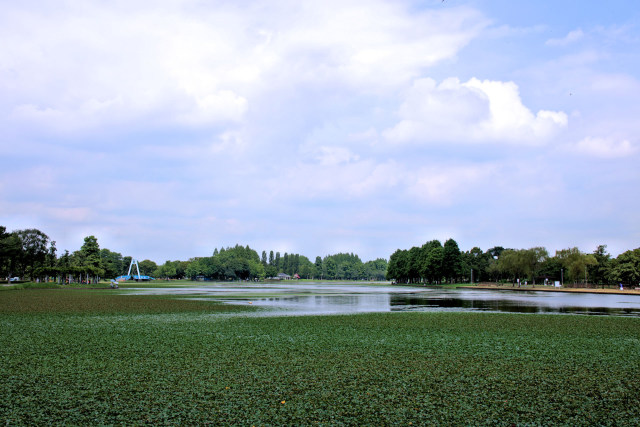 一面スイレンの水元公園