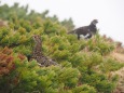 小蓮華山の雌雷鳥2