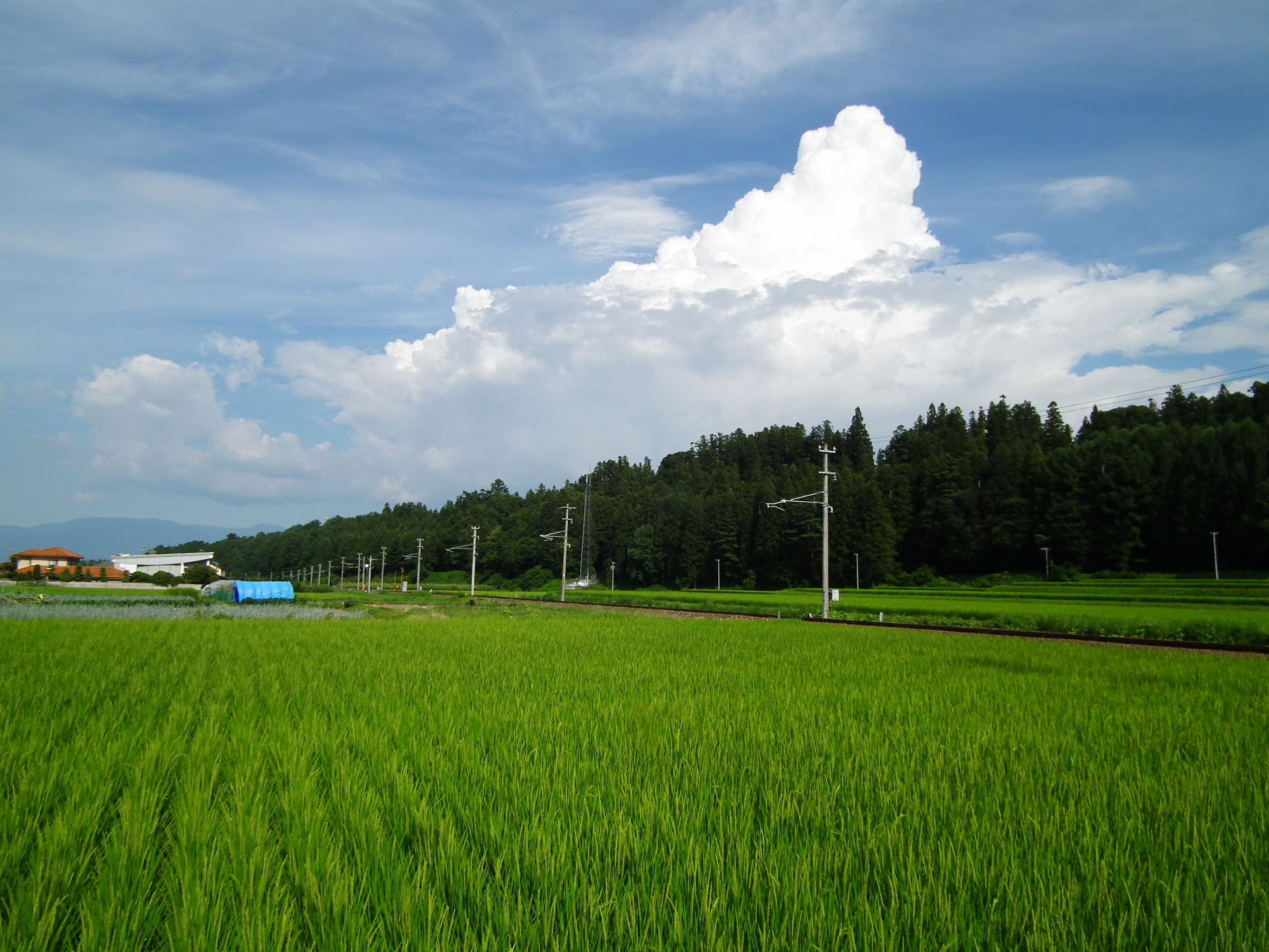 日本の風景 夏空の田んぼ 壁紙19x1440 壁紙館