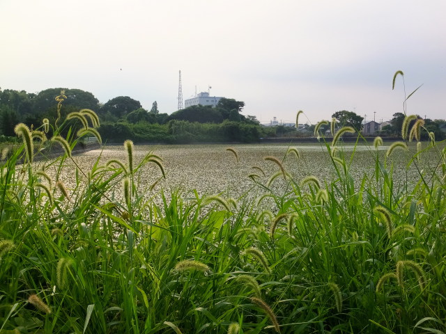 熱帯夜の朝