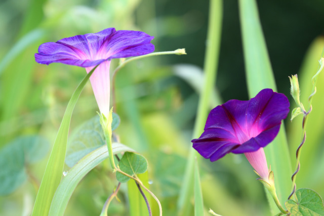 散歩道の花 1608-2-1