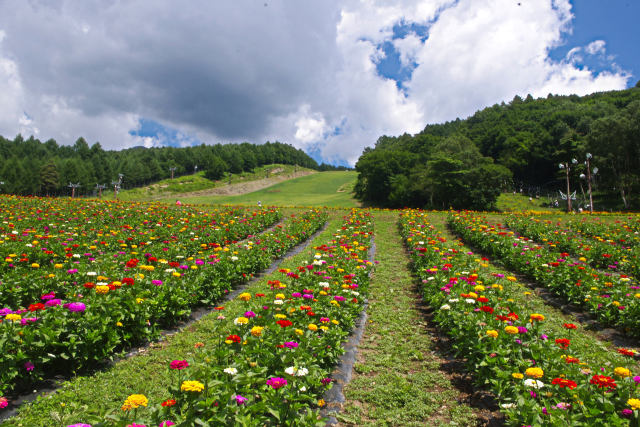 夏の富士見高原リゾート