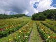 夏の富士見高原リゾート