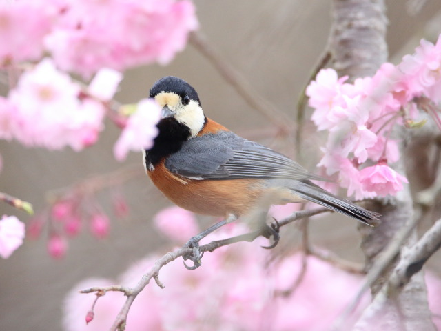 ヤマガラちゃん