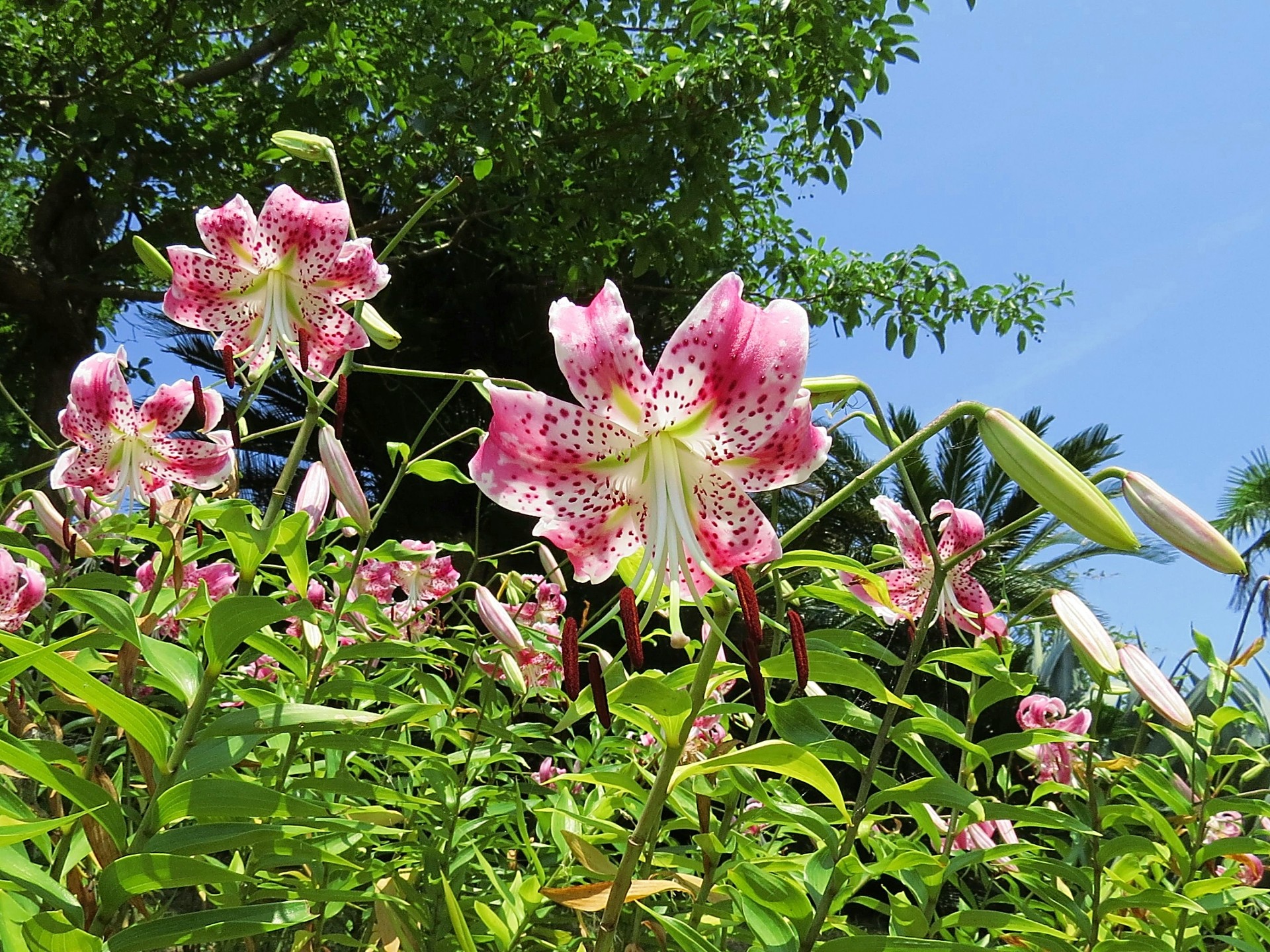 花 植物 鹿の子百合 カノコユリ 壁紙19x1440 壁紙館