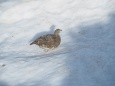 三国境の雌雷鳥