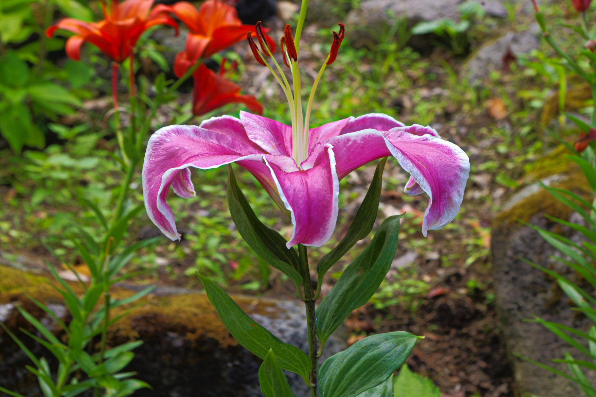 花 植物 富士見高原 ゆりの里 壁紙19x1280 壁紙館