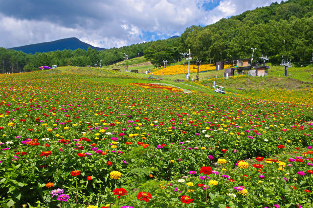 百日草咲く富士見高原