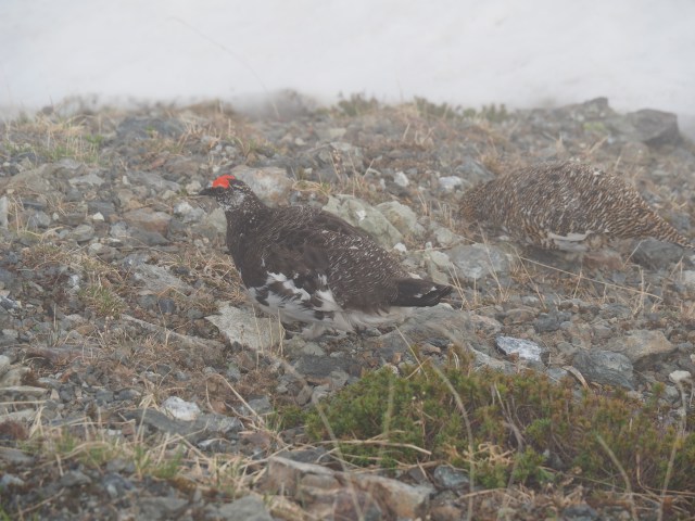 白馬岳の雄雷鳥