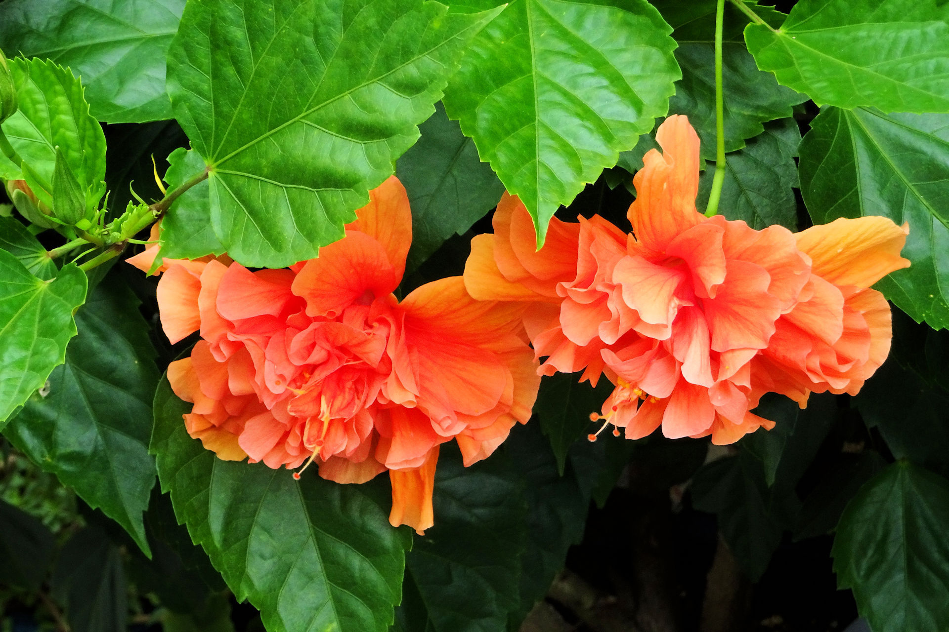 花 植物 八重ハイビスカス 壁紙19x1280 壁紙館