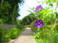 散歩道の花 1608-19-1