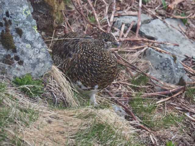 白馬岳の雌雷鳥