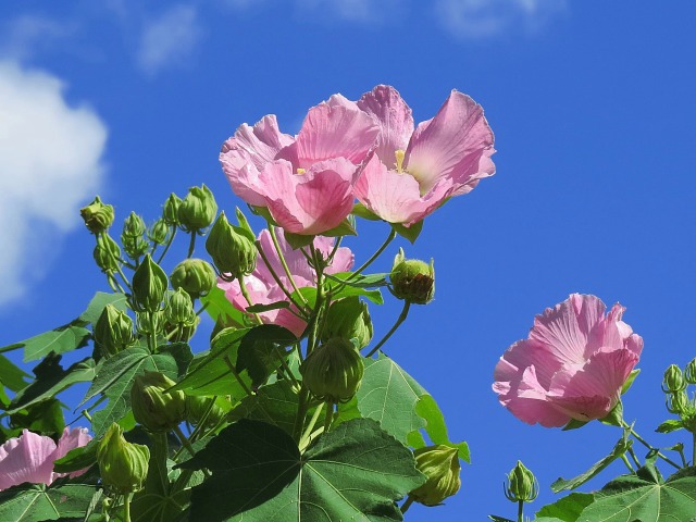 芙蓉(フヨウ)の花