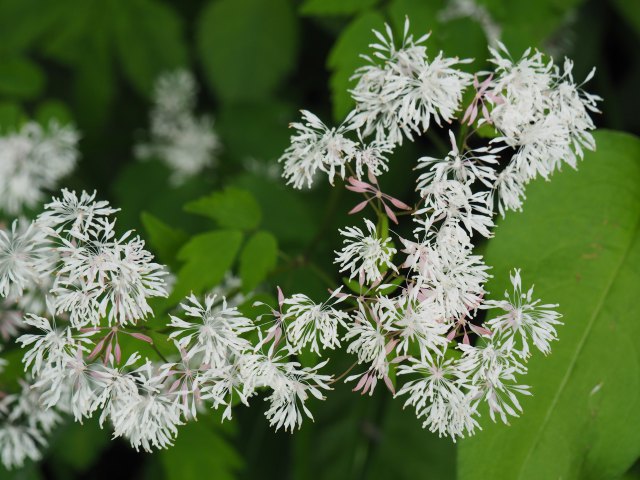 可憐な花