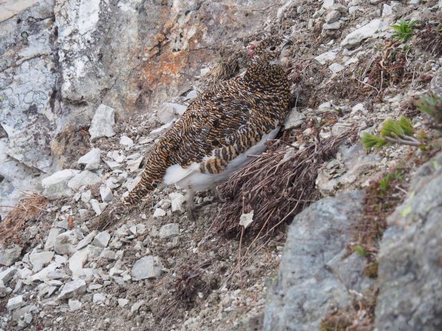 白馬岳の雌雷鳥