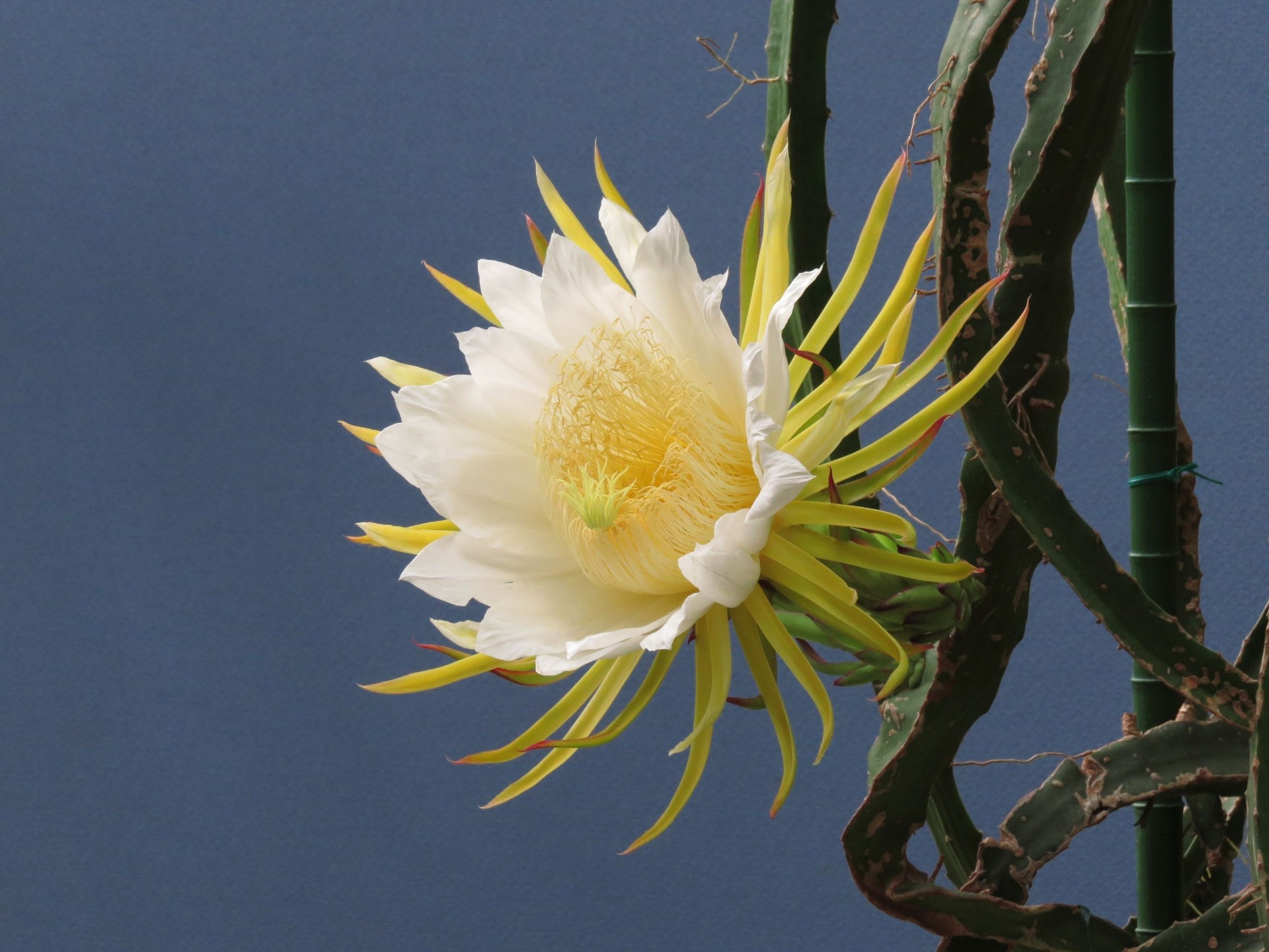 花 植物 ドラゴンフルーツの花 壁紙19x1440 壁紙館