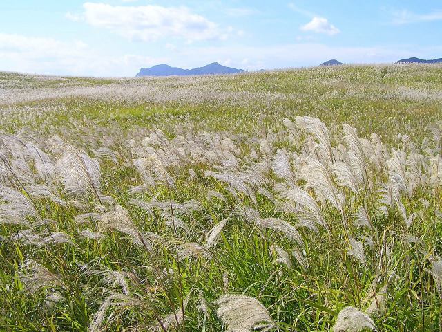 秋の七草・ススキ(曽爾高原)