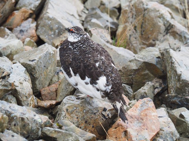 仙丈ヶ岳の雄雷鳥