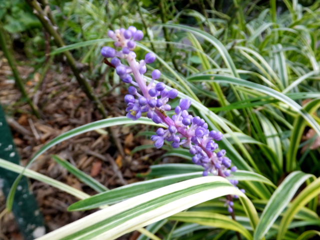 公園で見たヤブランの花