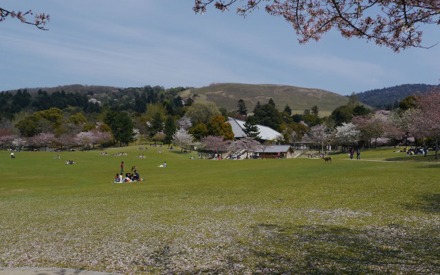 奈良の若草山