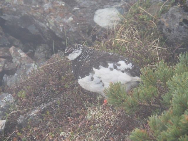 仙丈ヶ岳の雄雷鳥