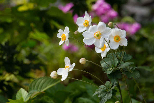 散歩道の花 1609-2-1