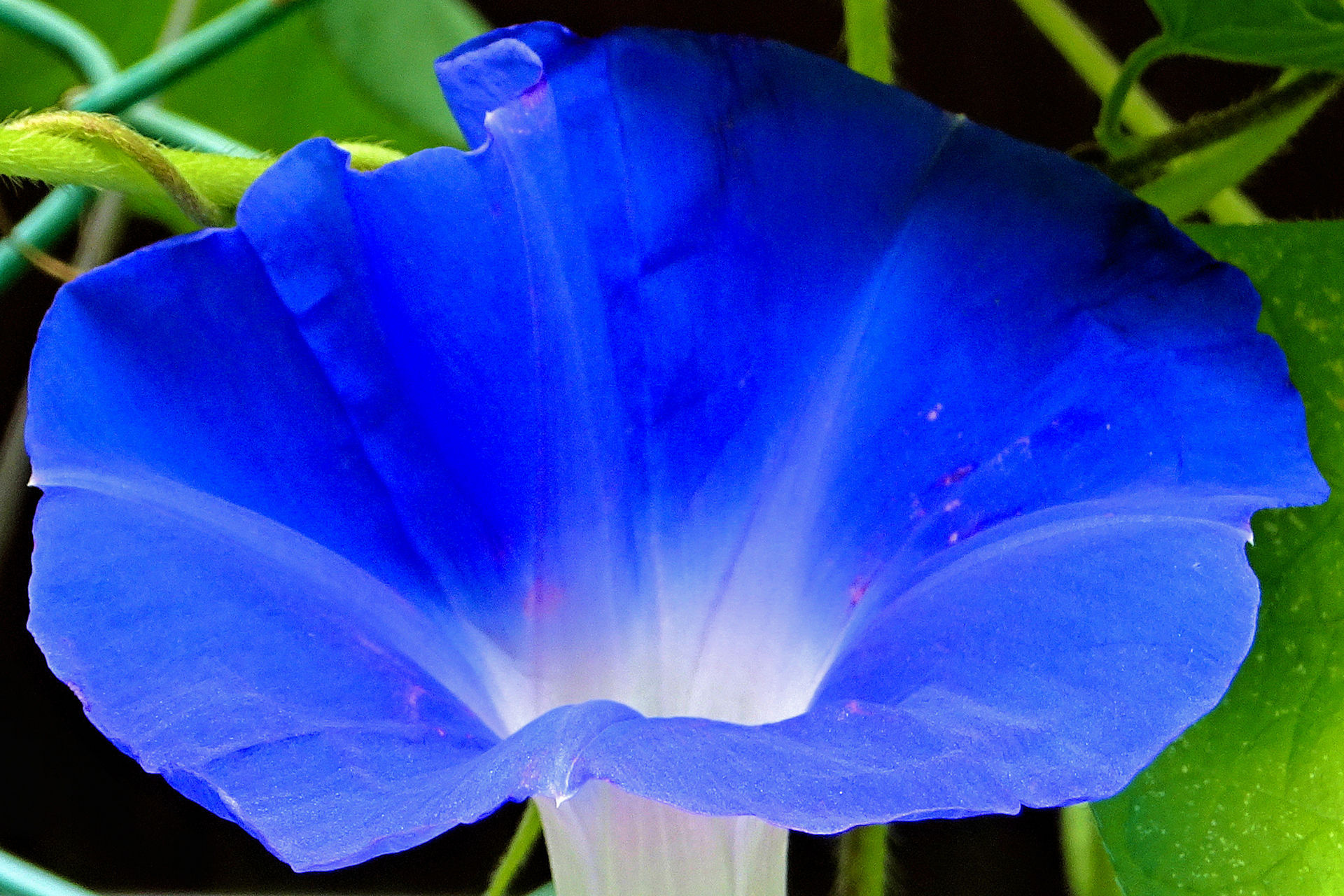 花 植物 夏名残 アサガオ 壁紙19x1280 壁紙館