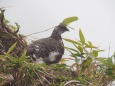 弓折岳の雄雷鳥