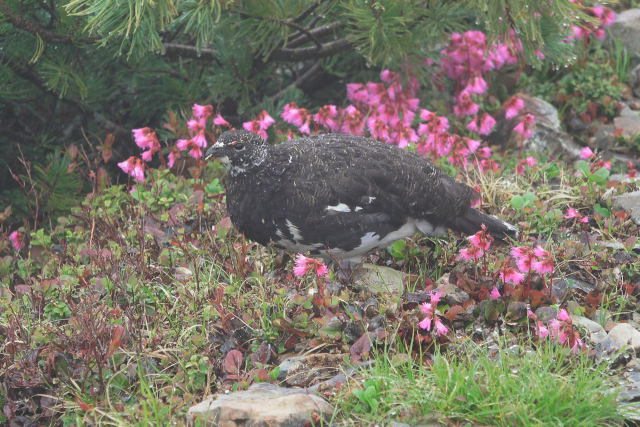 小仙丈ヶ岳の雄雷鳥