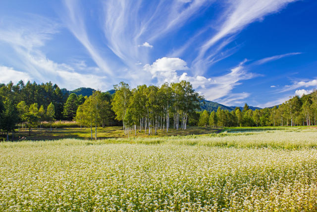 木曽馬の里の蕎麦畑