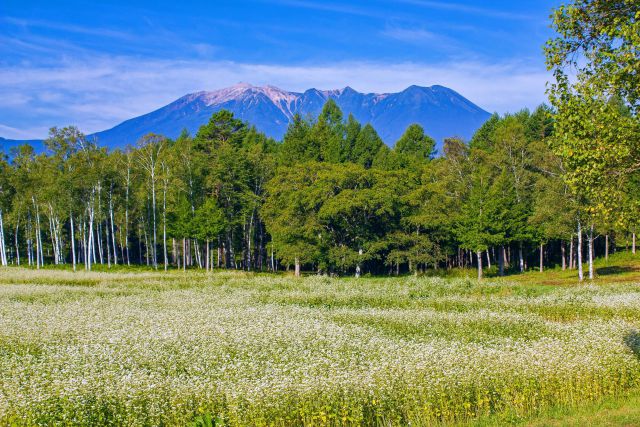 木曽馬の里の蕎麦畑