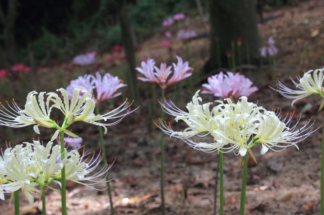 みろく公園の彼岸花