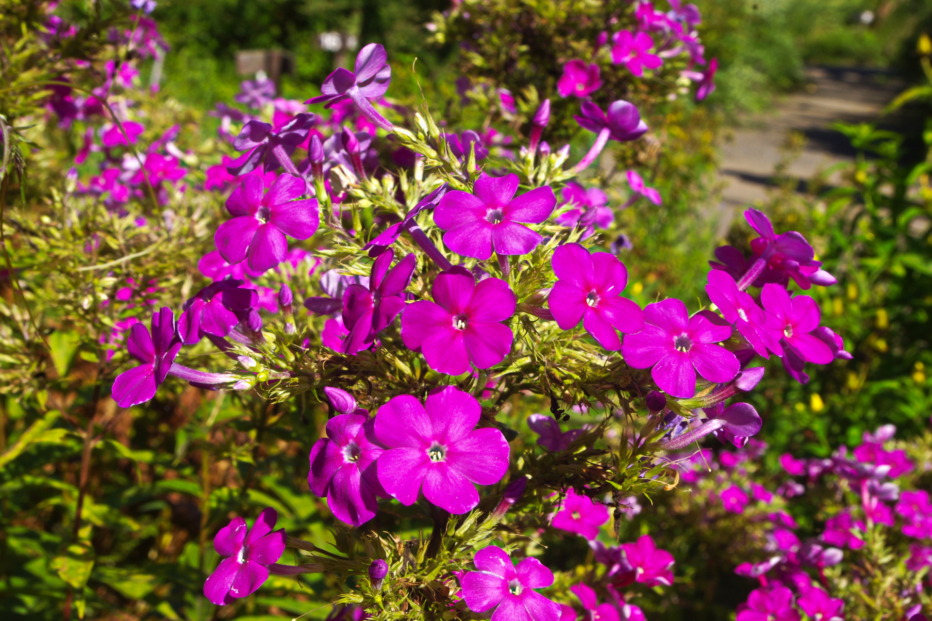 花 植物 花魁草 オイランソウ 壁紙19x1280 壁紙館