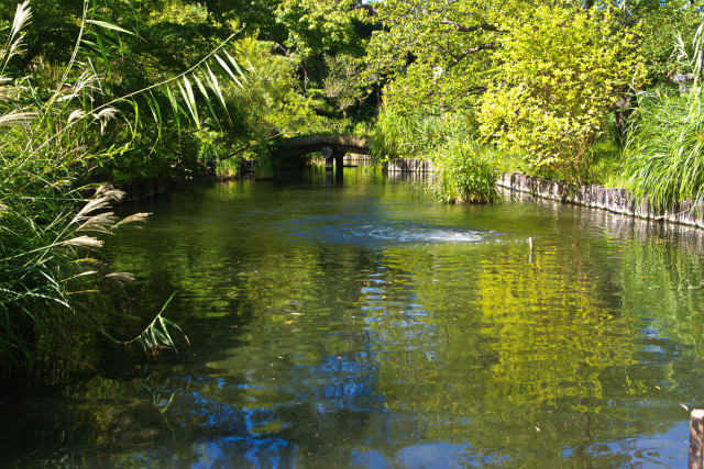 向島百花園・水辺の風景