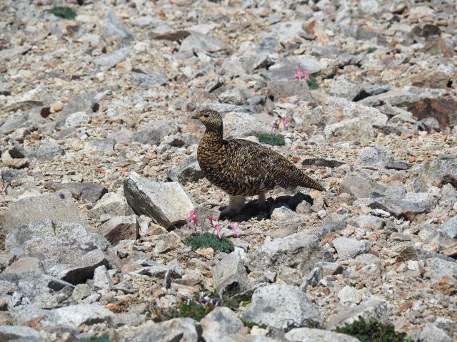 雷鳥坂のママ雷鳥