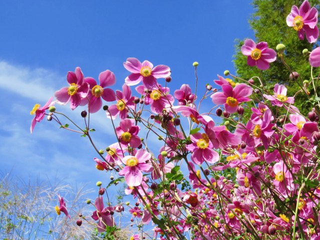 秋明菊・ダイアナ